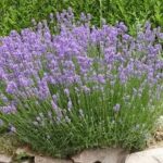 Sortie délocalisée des Lavandes du samedi 5 juillet